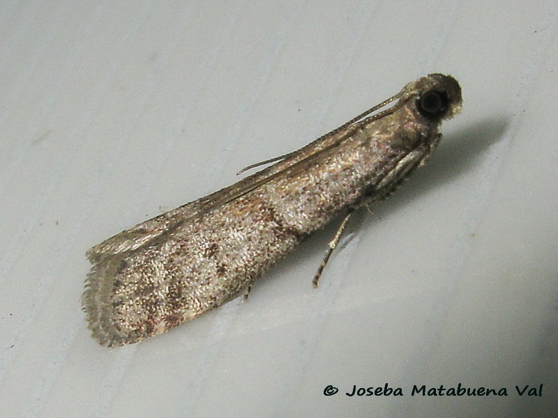 Pempeliella ornatella?? No, Ephestia unicolorella (cfr.), Pyralidae